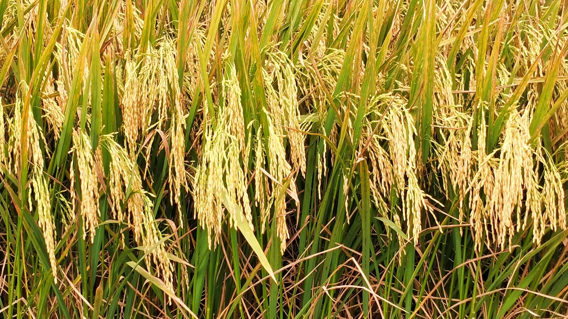 thumbnail_IMG_20240426_064701