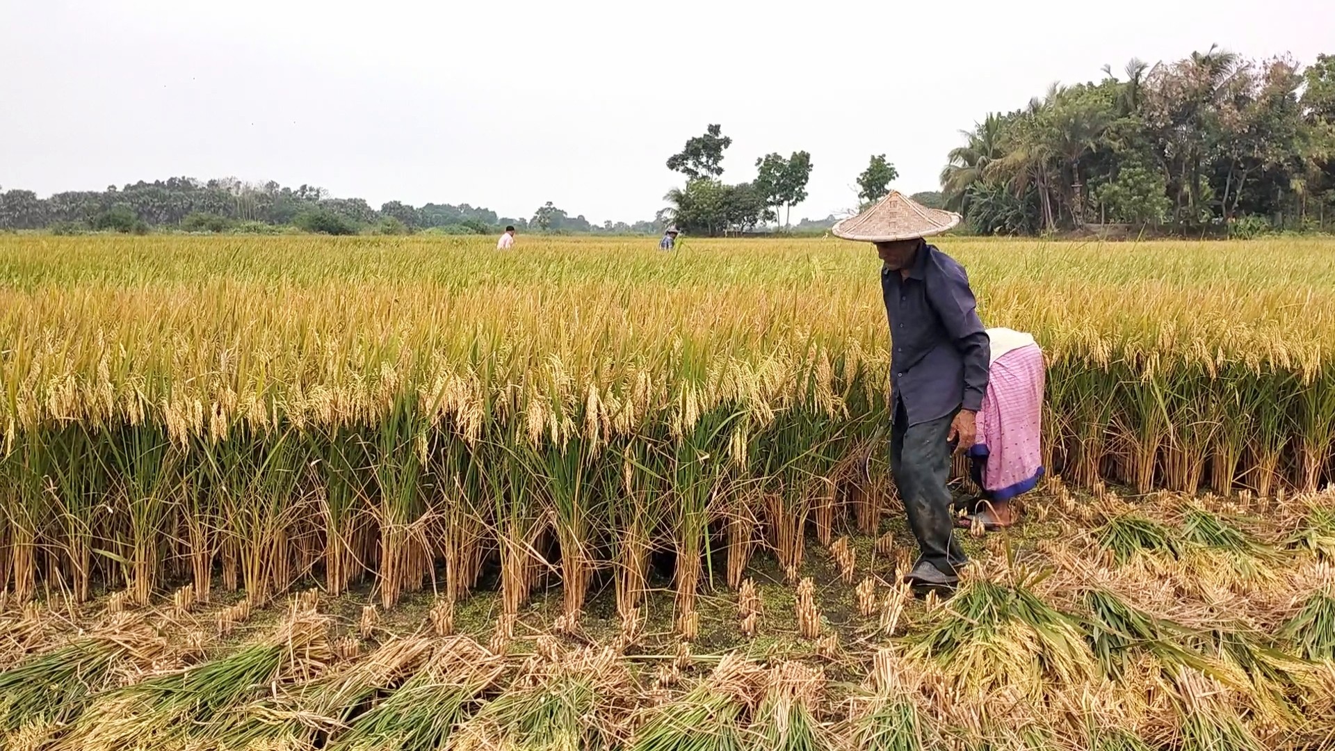 thumbnail_IMG_20240426_064805