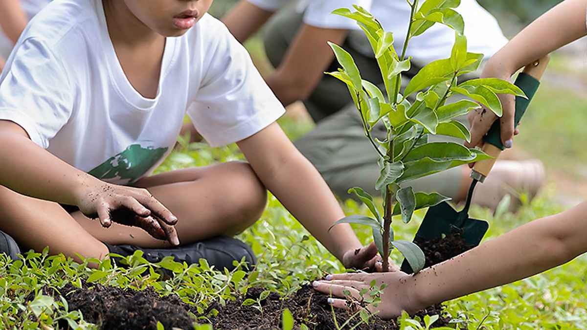 বৃক্ষরোপণের পুরষ্কার সম্পর্কে হাদিসে যা এসেছে