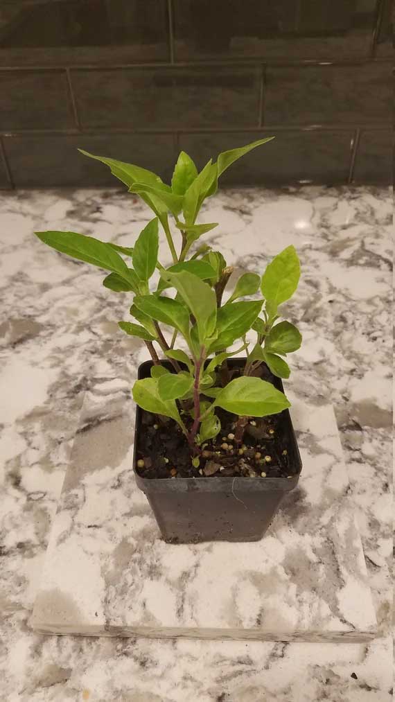 GYNURA-PIC-5 GYNURA-PIC-5