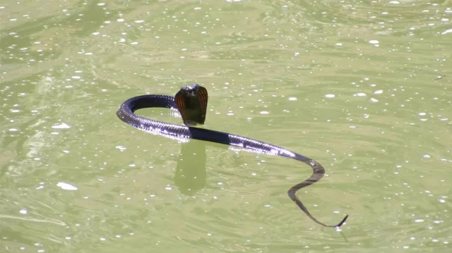 Snake-f8bd975a5041ec9a2ba6951332754ada