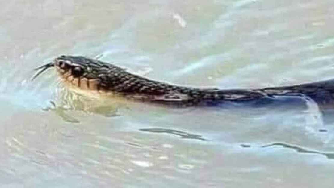 বন্যায় সাপের উপদ্রব, নোয়াখালী-লক্ষ্মীপুর হাসপাতাল ৪৫ রোগী