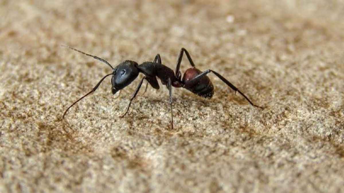 যে পিঁপড়ার কথা শুনে সোলাইমান (আ.)-এর হাসি পেয়েছিল