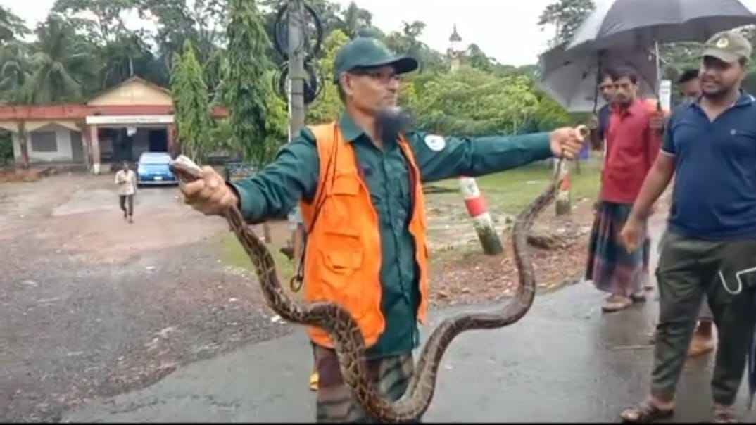 লোকালয় থেকে ৮ ফুট অজগর উদ্ধার, সুন্দরবনে অবমুক্ত
