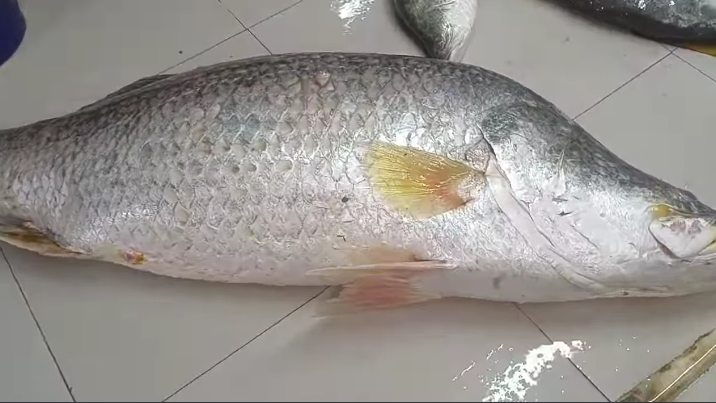 এক কোরালের দাম ২০ হাজার