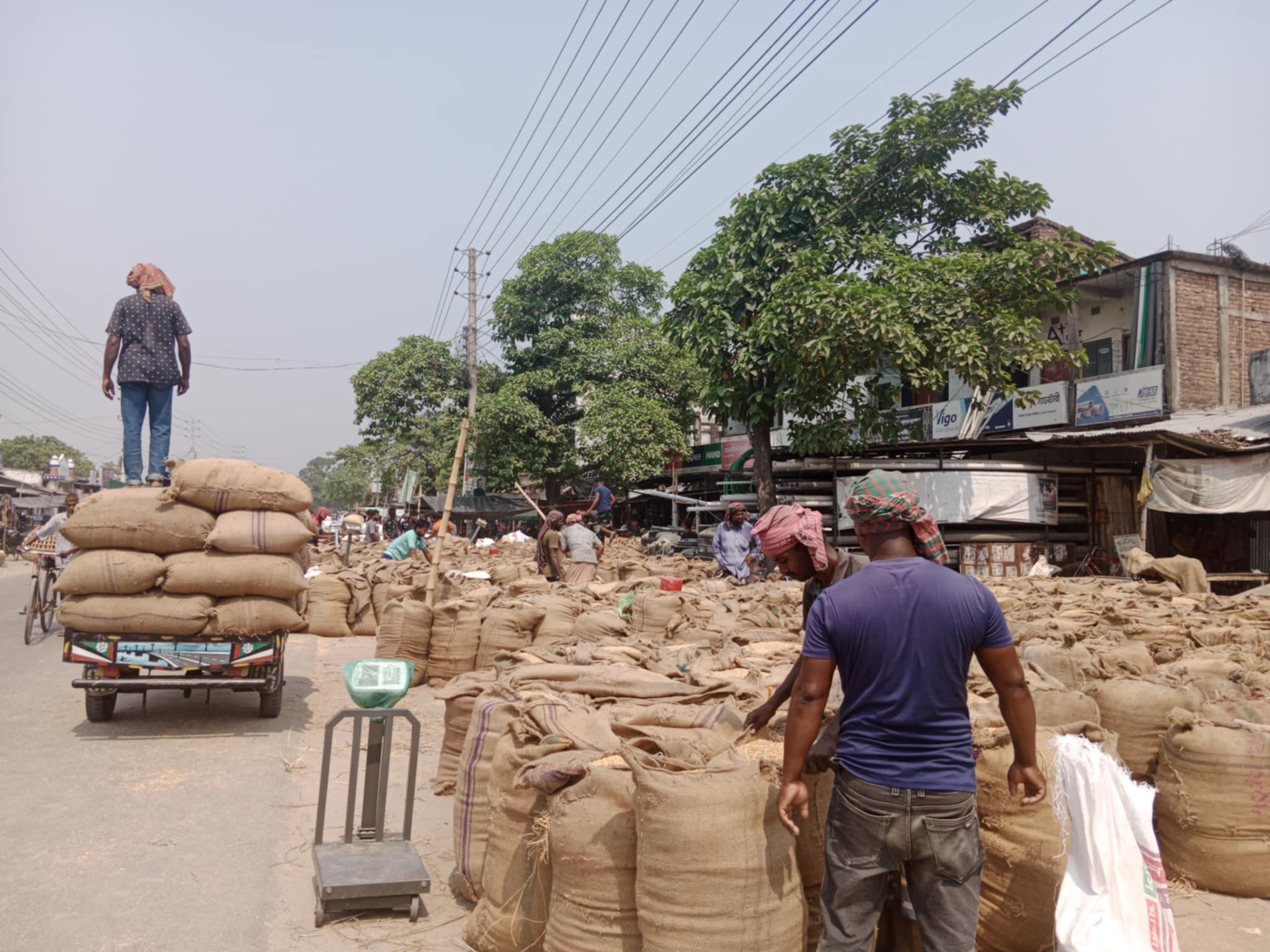 Jhenidha_paddy_photo_02