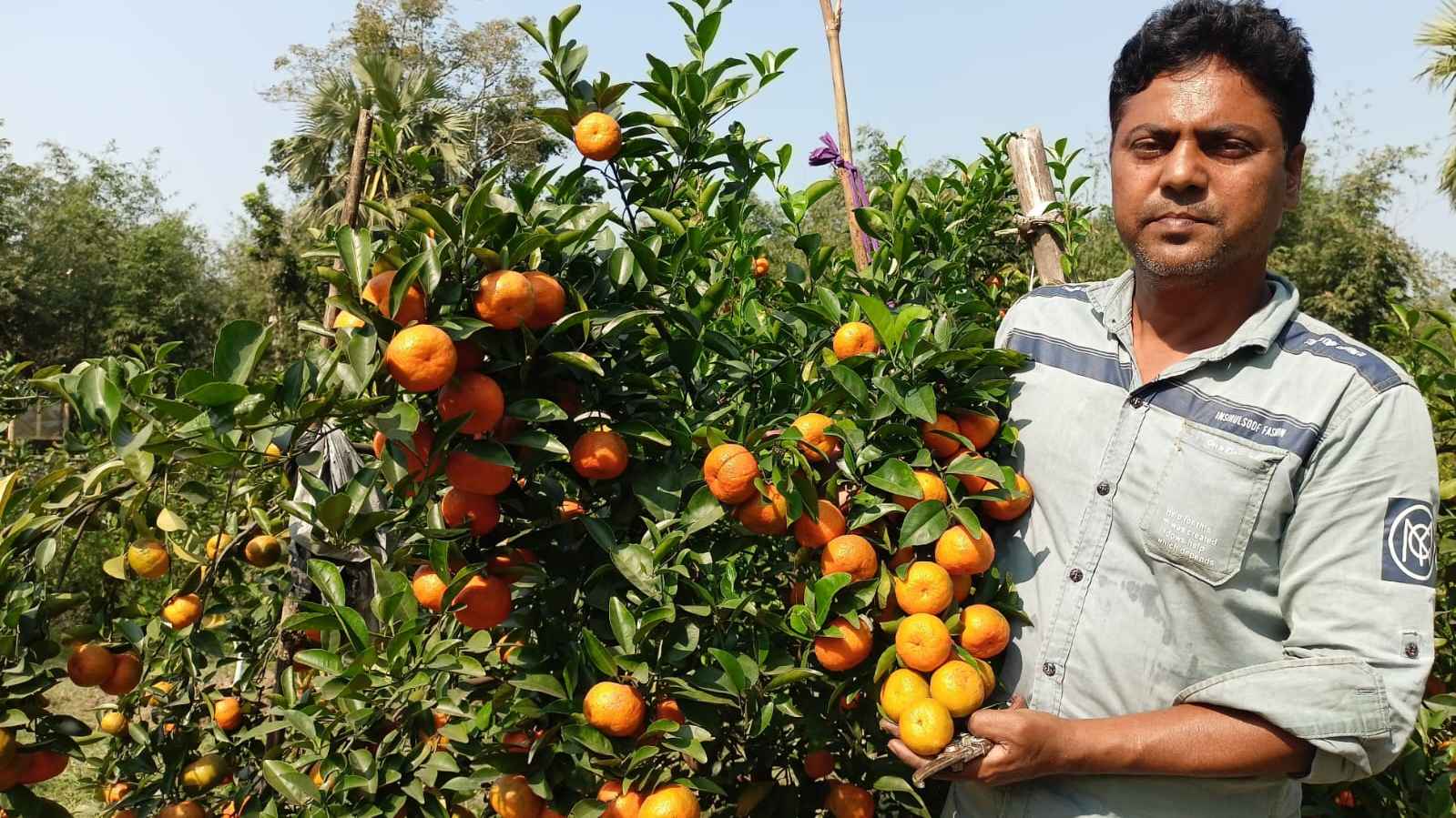 ইমরানের বাগানে থোকায় থোকায় ঝুলছে কমলা