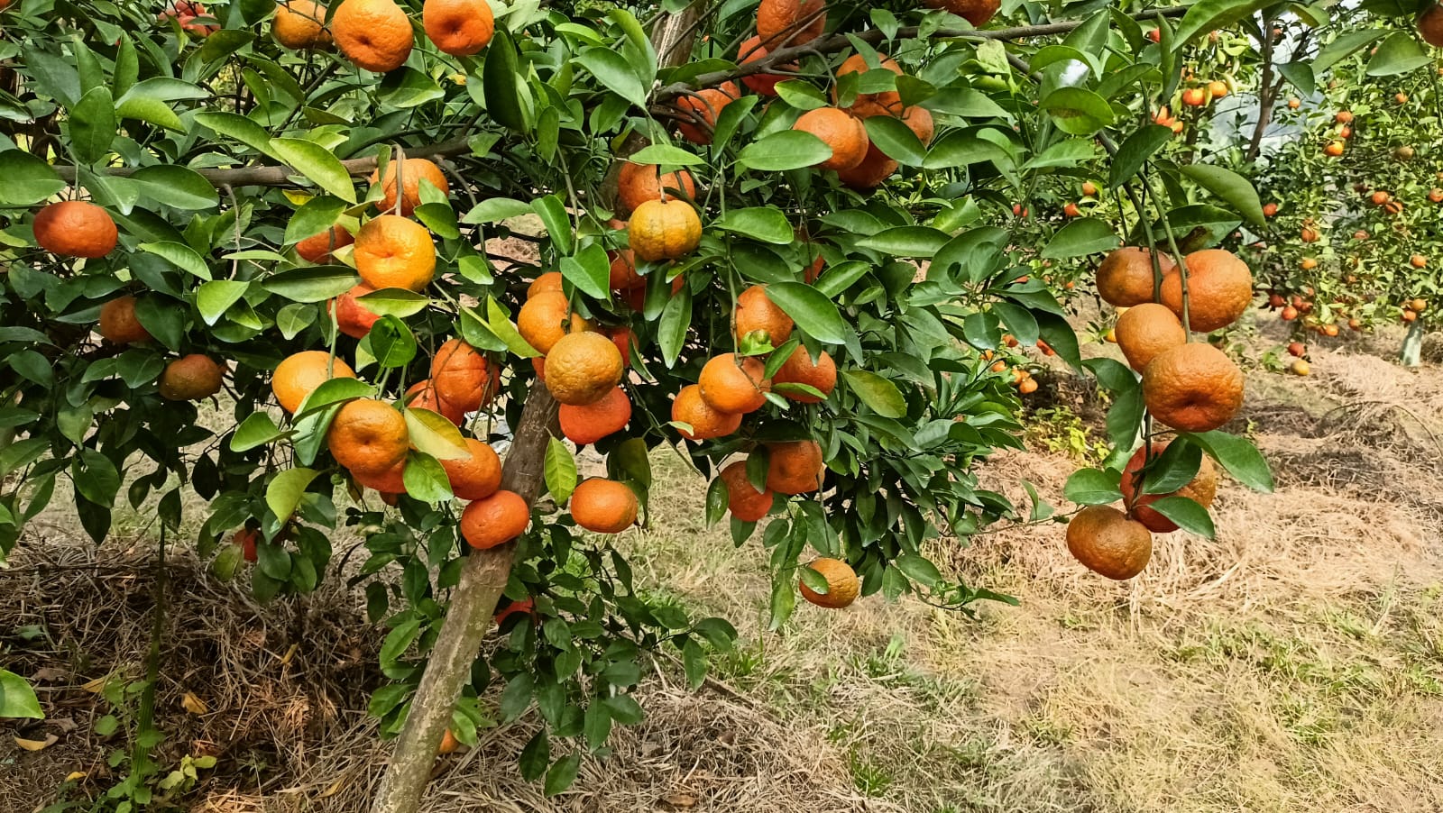Joypurhat_Komla_Bagan_pic_2