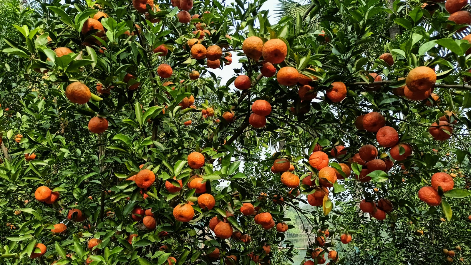 Joypurhat_Komla_Bagan_pic_3