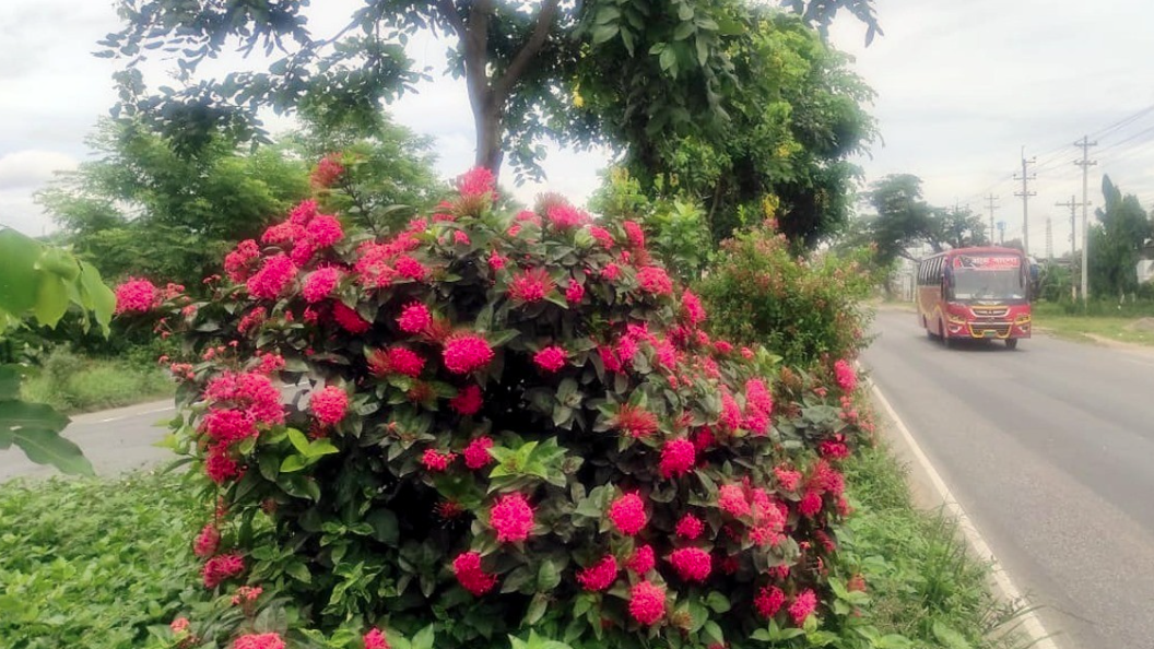 ঢাকা-চট্টগ্রাম মহাসড়কের ডিভাইডারে ফুলের সৌন্দর্য