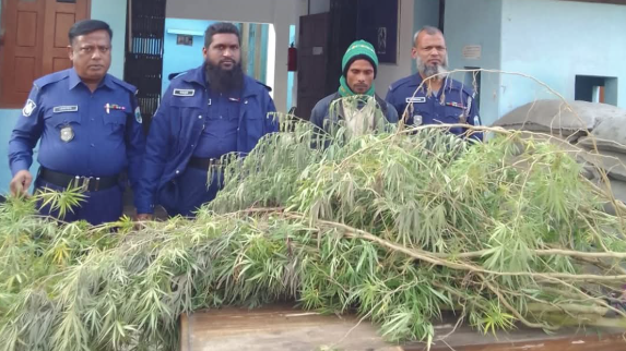 গাঁজা চাষের খবরে ভোররাতে পুলিশের অভিযান, গ্রেফতার ১