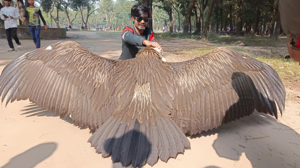 রংপুরে হিমালিয়ান গৃধিনী শকুন উদ্ধার