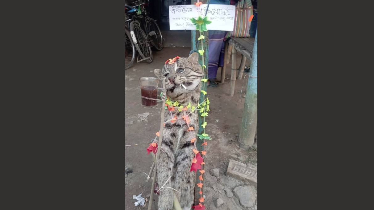 কালীগঞ্জে মেছো বিড়াল হত্যায় গ্রেফতার ২