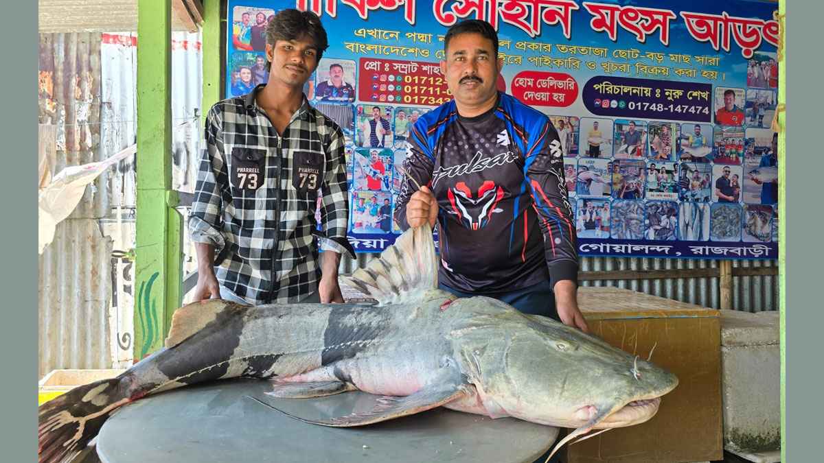 পদ্মার এক বাঘাইড় মাছ বিক্রি হলো ৭২ হাজার ৮০০ টাকায়