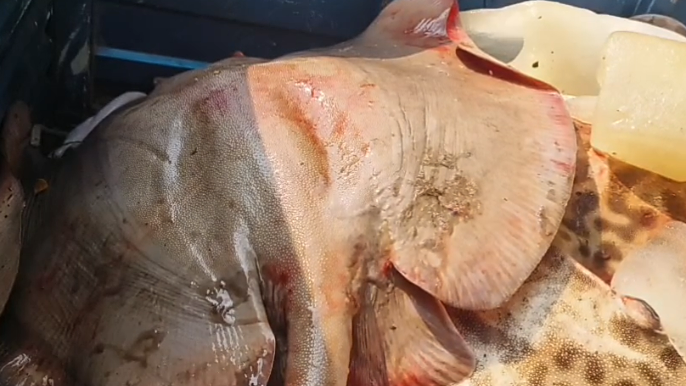 পিকআপসহ ২০ মন শাপলাপাতা মাছ জব্দ, দুই বিএনপি নেতাসহ আটক ৯