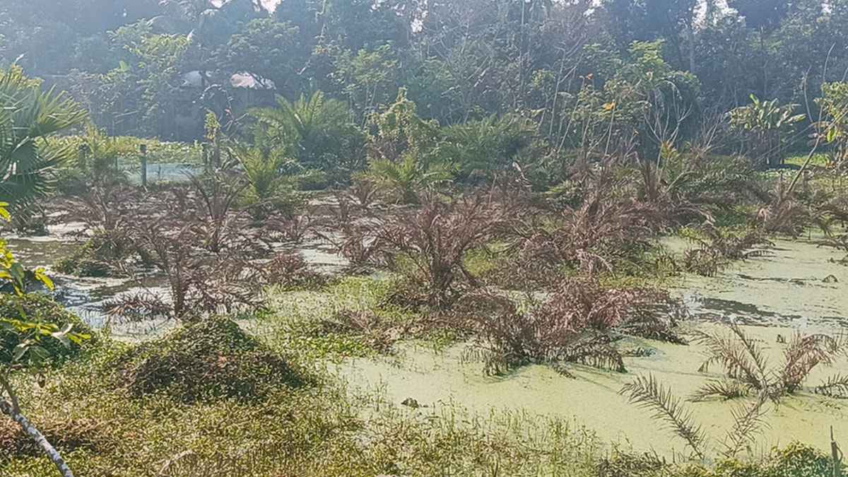 ভবদহে জলাবদ্ধতায় ক্ষতিগ্রস্ত দেশের একমাত্র খেজুর গাছ রিসার্চ গার্ডেন