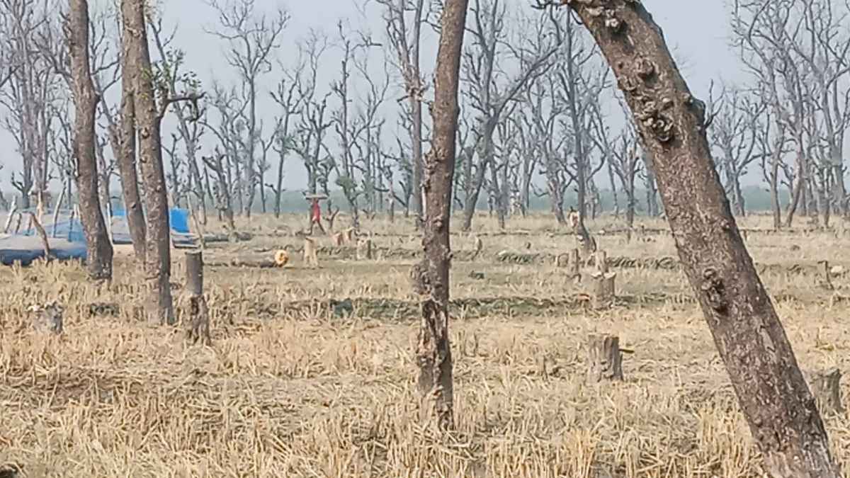 হাতিয়ায় সংরক্ষিত বন কেটে বিরানভূমি, চলছে রমরমা বালু ব্যবসা