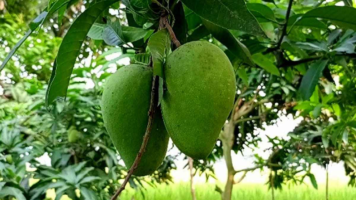 বারোমাসি ‘কাটিমন’ আম চাষে সফল মমিনুল