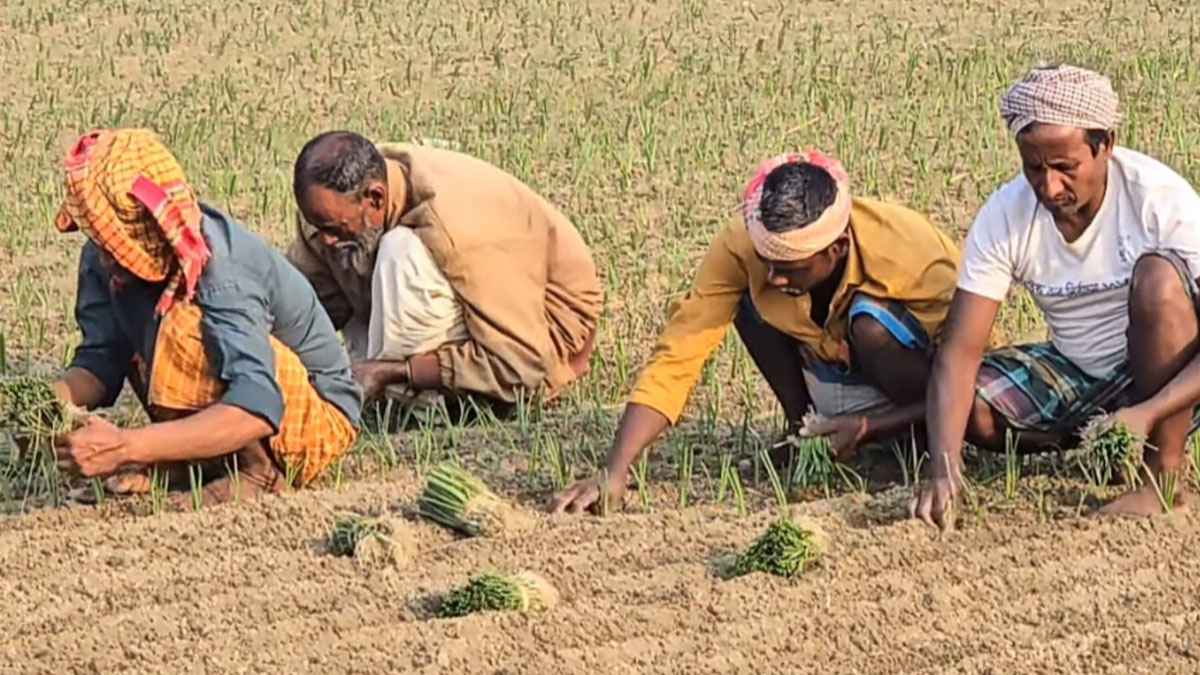 রাজবাড়ীতে পেঁয়াজের বীজে স্বপ্নের আবাদ