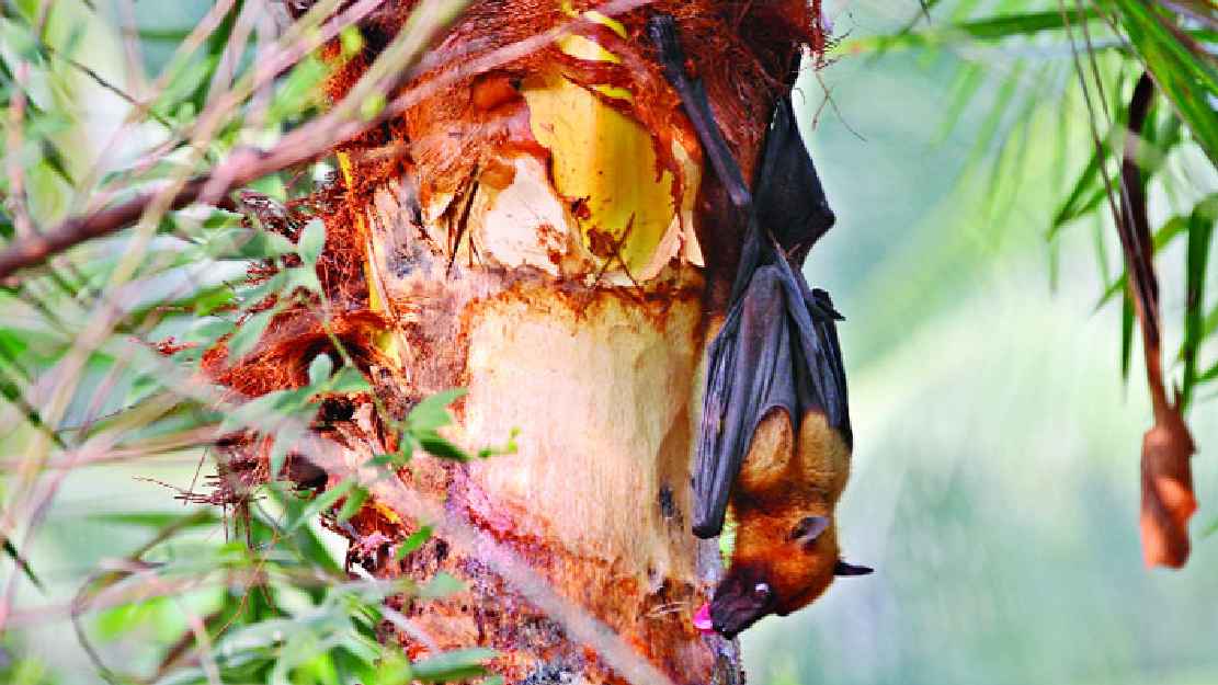 চলতি বছর নিপাহ ভাইরাসে শতভাগ মৃত্যু