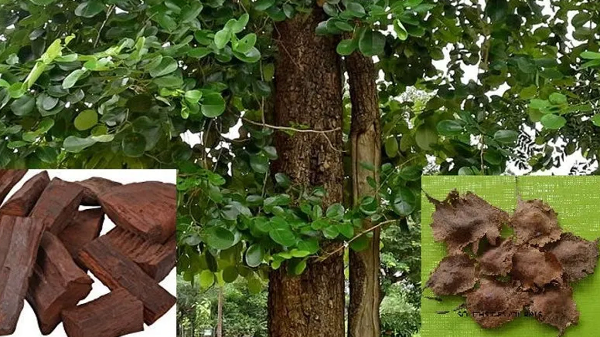 red-sandalwood1 red-sandalwood1