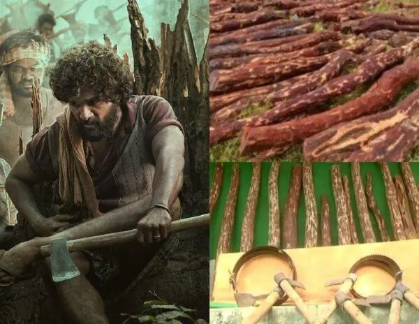 red_sandalwood2 red_sandalwood2