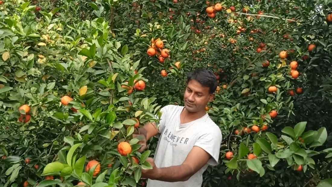 কমলা চাষে জাহাঙ্গীর আলমের সাফল্য