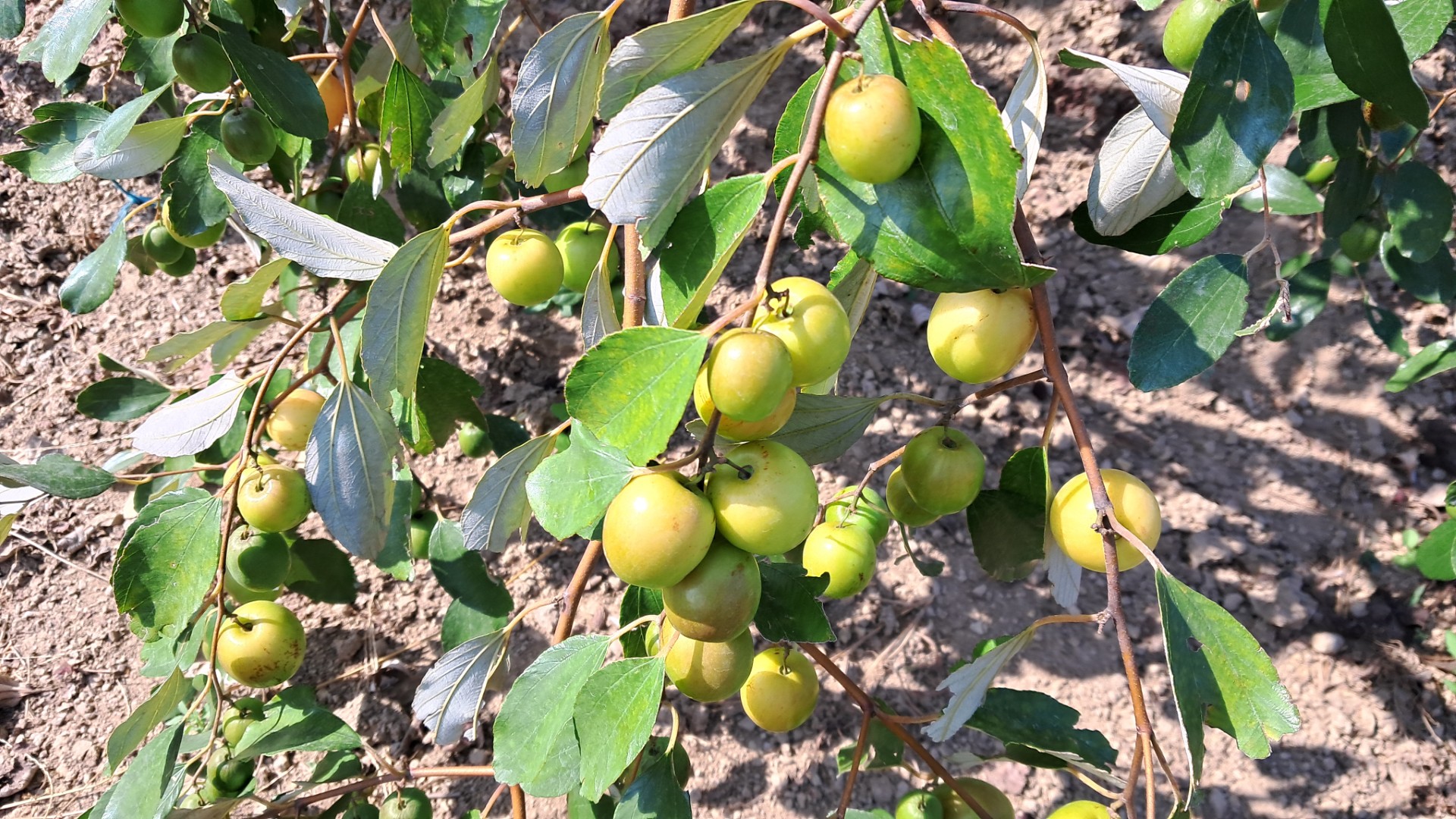 thumbnail_20241205_114938