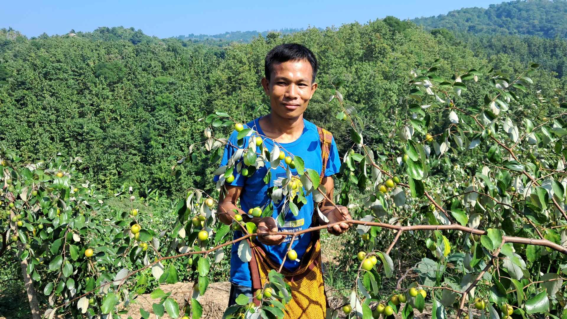 বলসুন্দরী বরই চাষে তিন ভাইয়ের ভাগ্যবদল