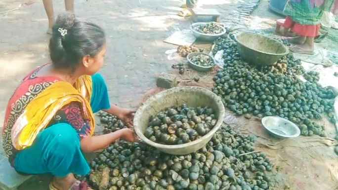 নড়াইলে শামুক কুড়িয়ে ২ হাজার মানুষের কর্মসংস্থান