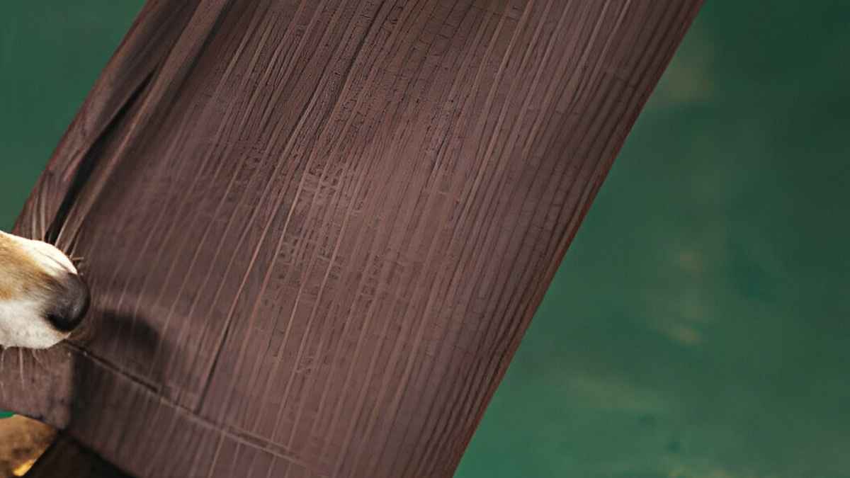 কুকুর জামা টেনে ধরলে ওই কাপড়ে নামাজ পড়া যাবে?