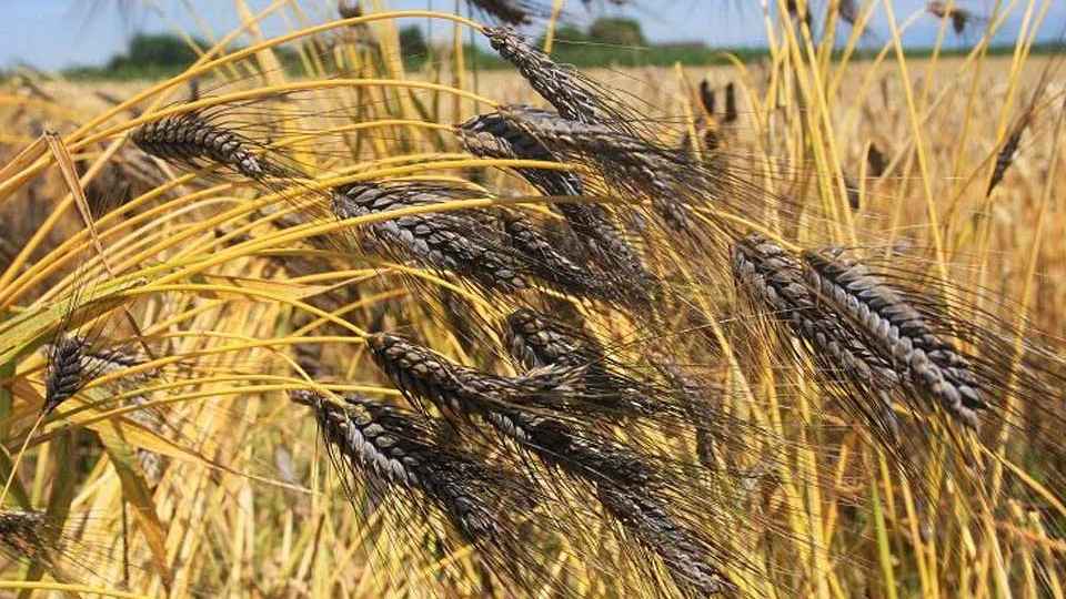 কালো ধানের পর এবার চাষ হচ্ছে কাল গম