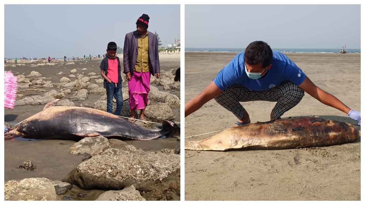 কক্সবাজার উপকূলে একের পর এক ভেসে আসছে মৃত ডলফিন