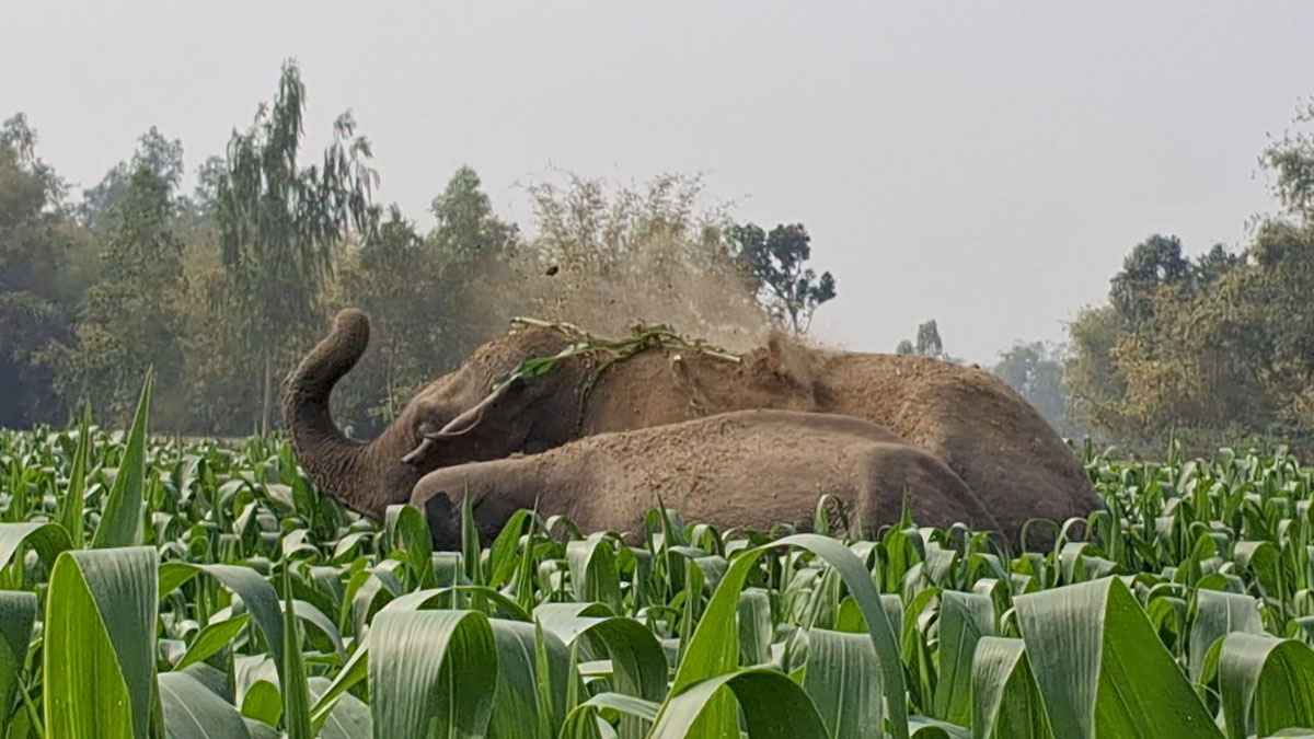ভারতীয় হাতির আক্রমণে প্রাণ গেল বাংলাদেশি কিশোরের