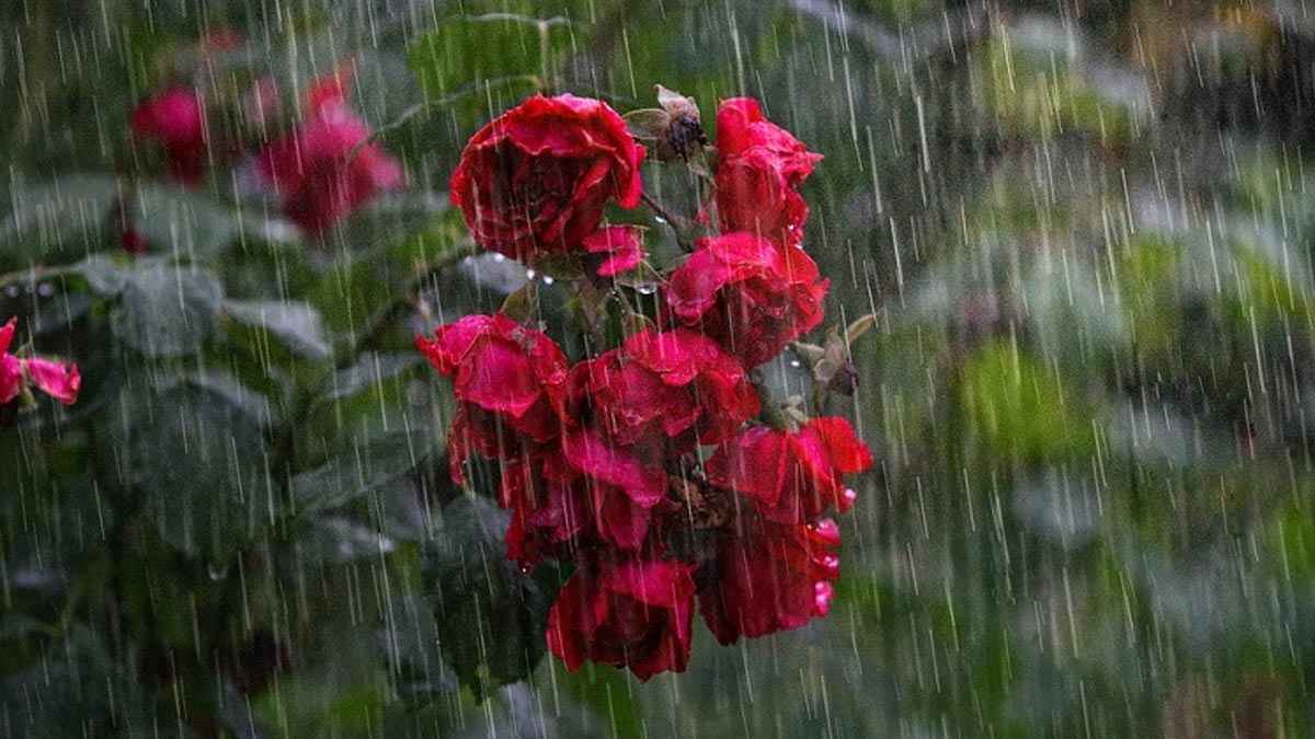 বৃষ্টি ভেজাবে ভালোবাসার দিন!