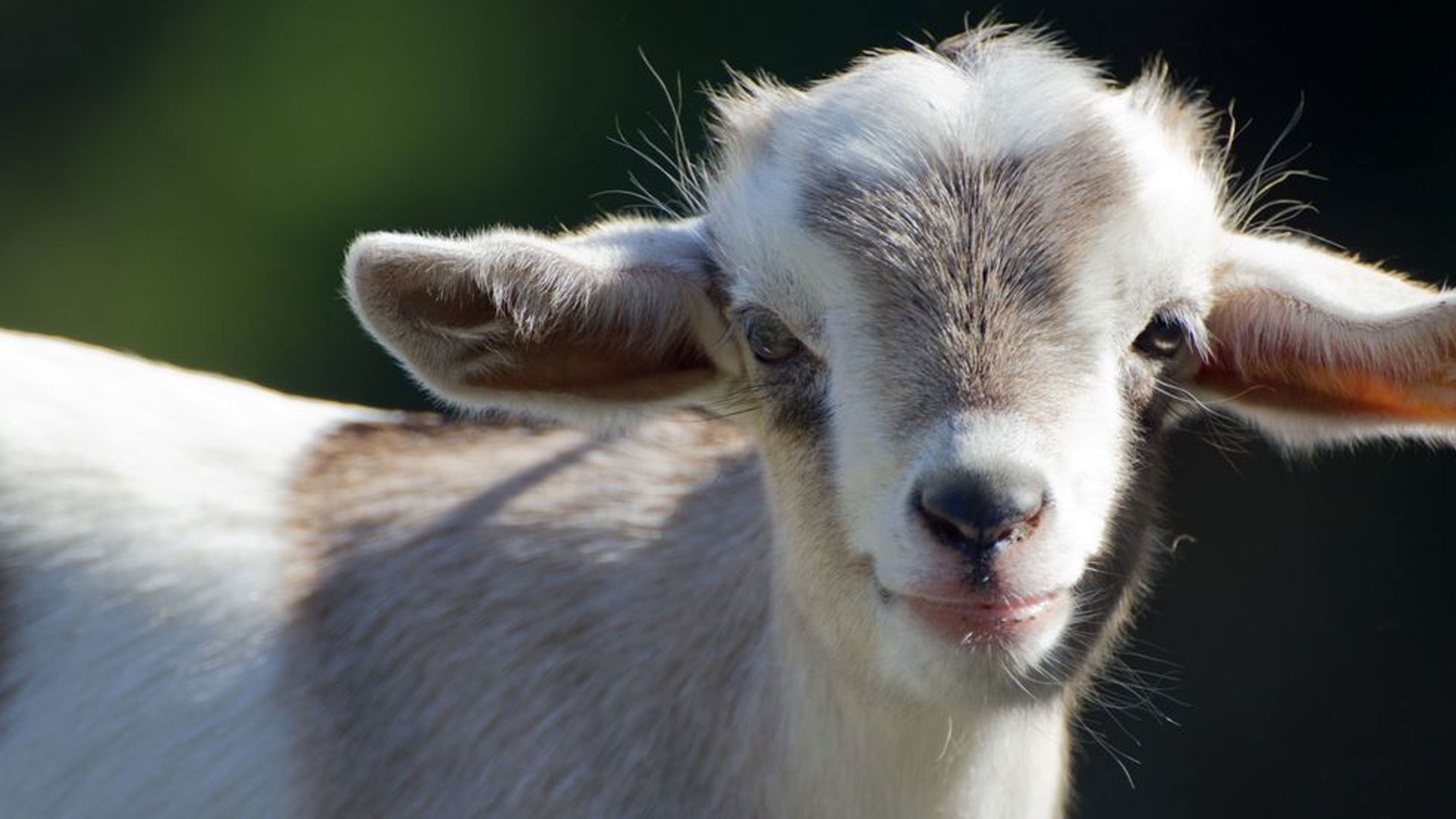 February Goat মানুষের দুঃখ-আনন্দের অনুভূতি বোঝে ছাগল