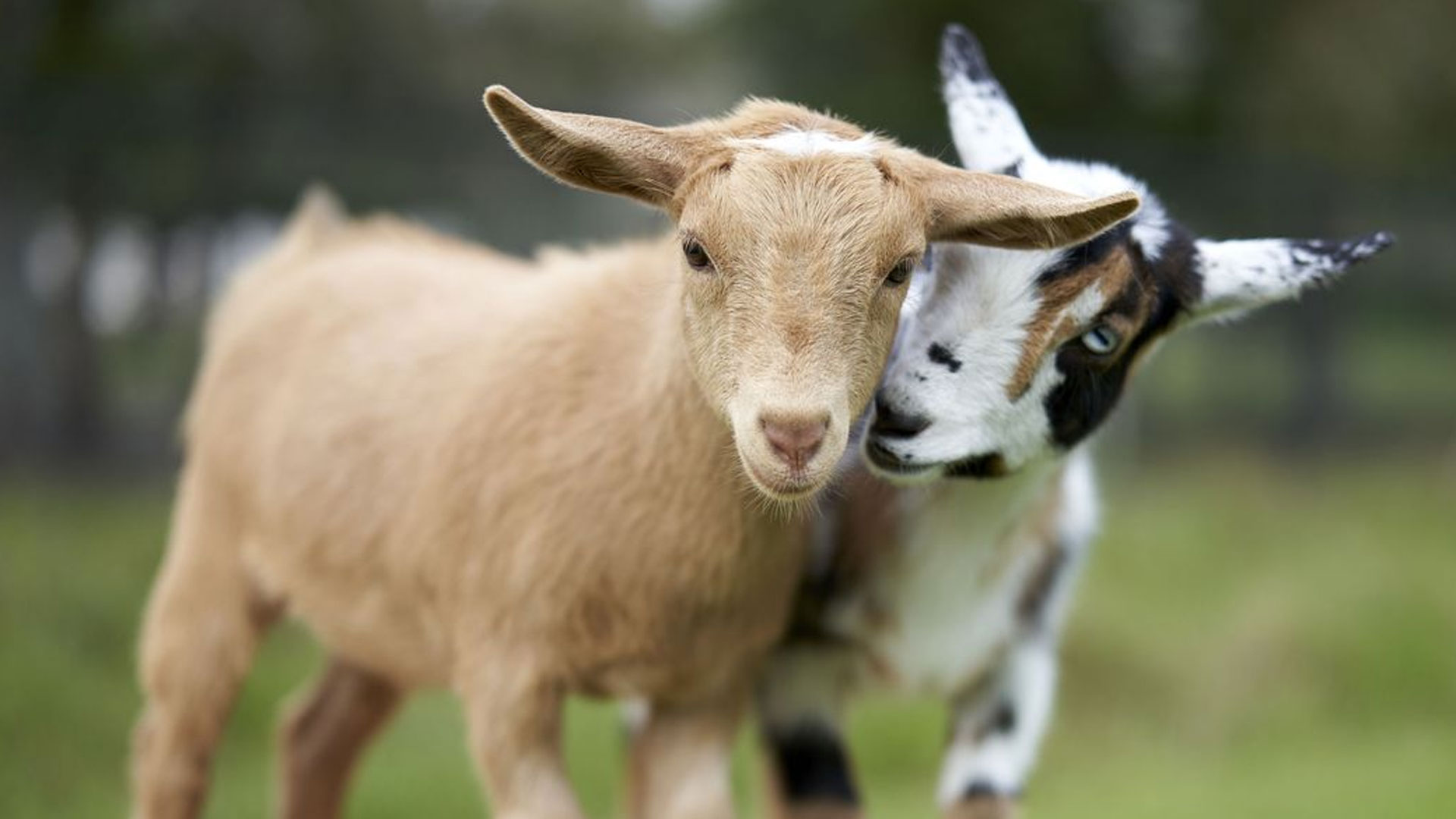 February Goat মানুষের দুঃখ-আনন্দের অনুভূতি বোঝে ছাগল