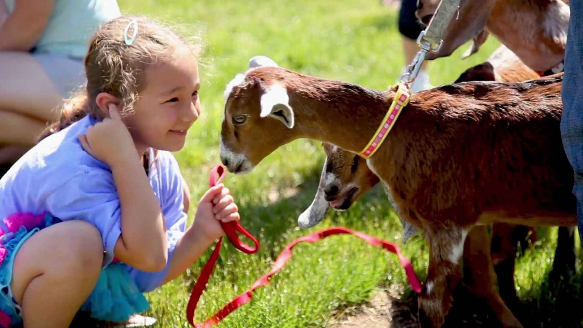 February Goat মানুষের দুঃখ-আনন্দের অনুভূতি বোঝে ছাগল