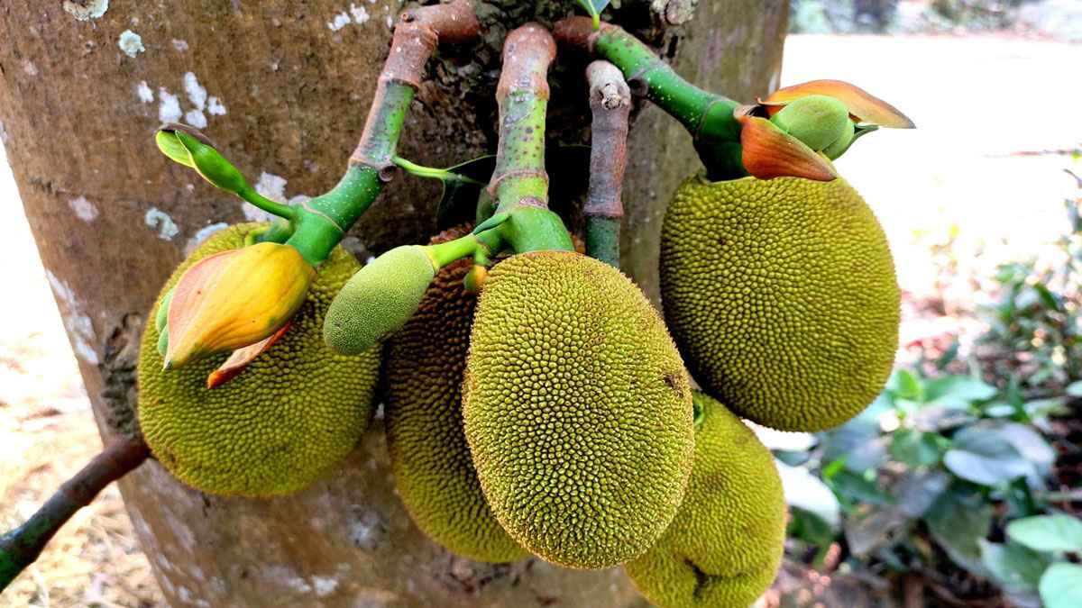 গাছের গোড়া থেকে মগডালে থোকা থোকা কাঁঠাল মুচি