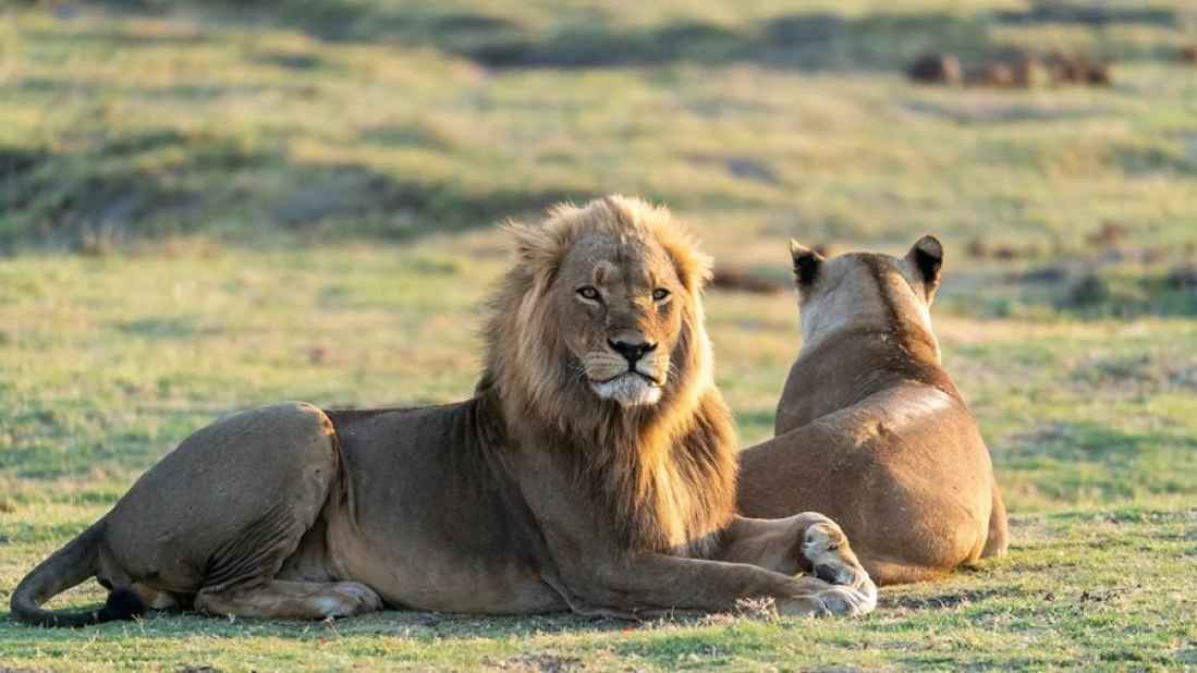 সিংহের নাম নিয়ে আদালতে বিশ্ব হিন্দু পরিষদ!