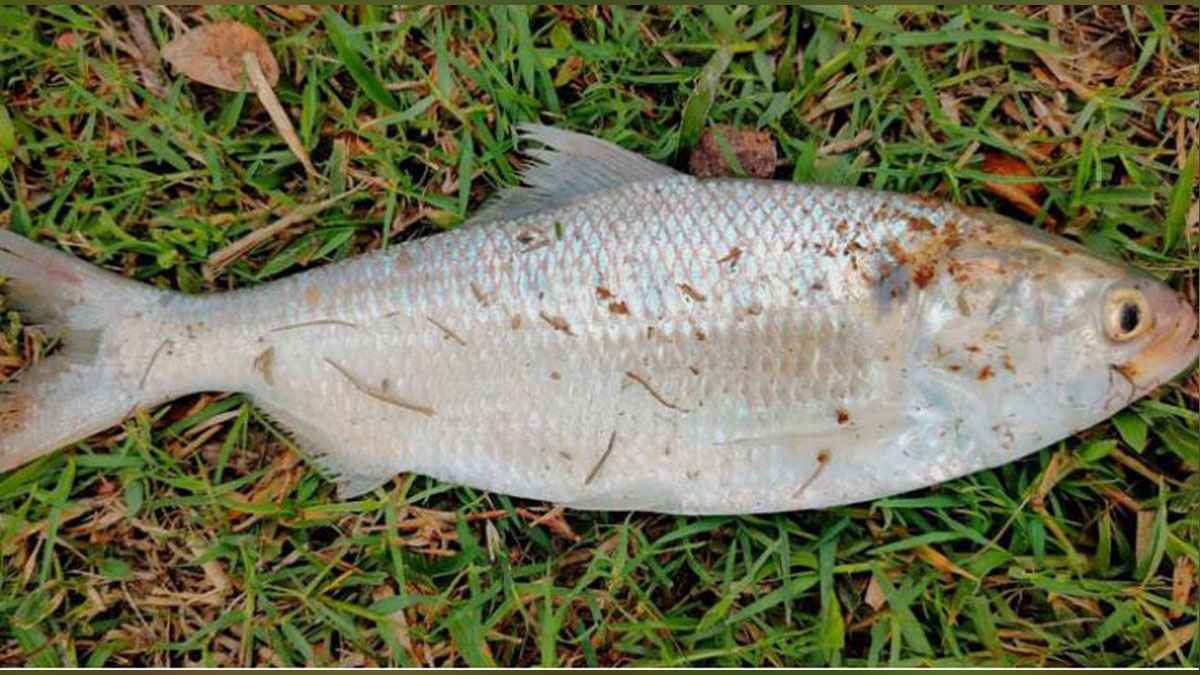 পুকুরে ধরা পড়ল এক কেজির রুপালি ইলিশ