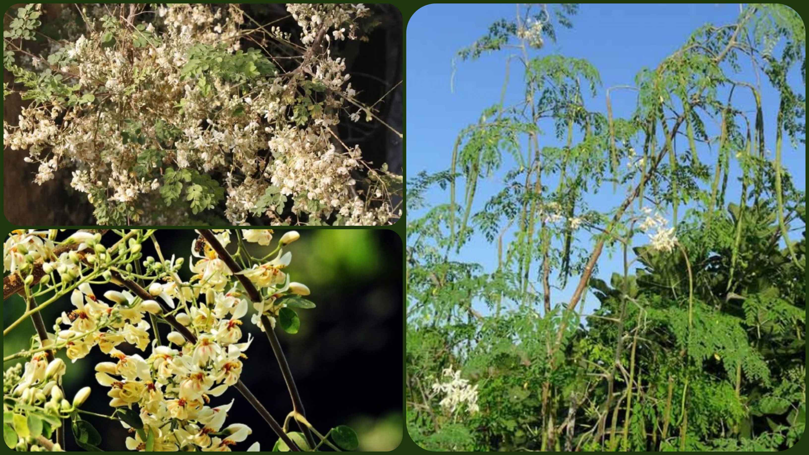 শজনে ফুলের উপকারিতা জানলে অবাক হবেন