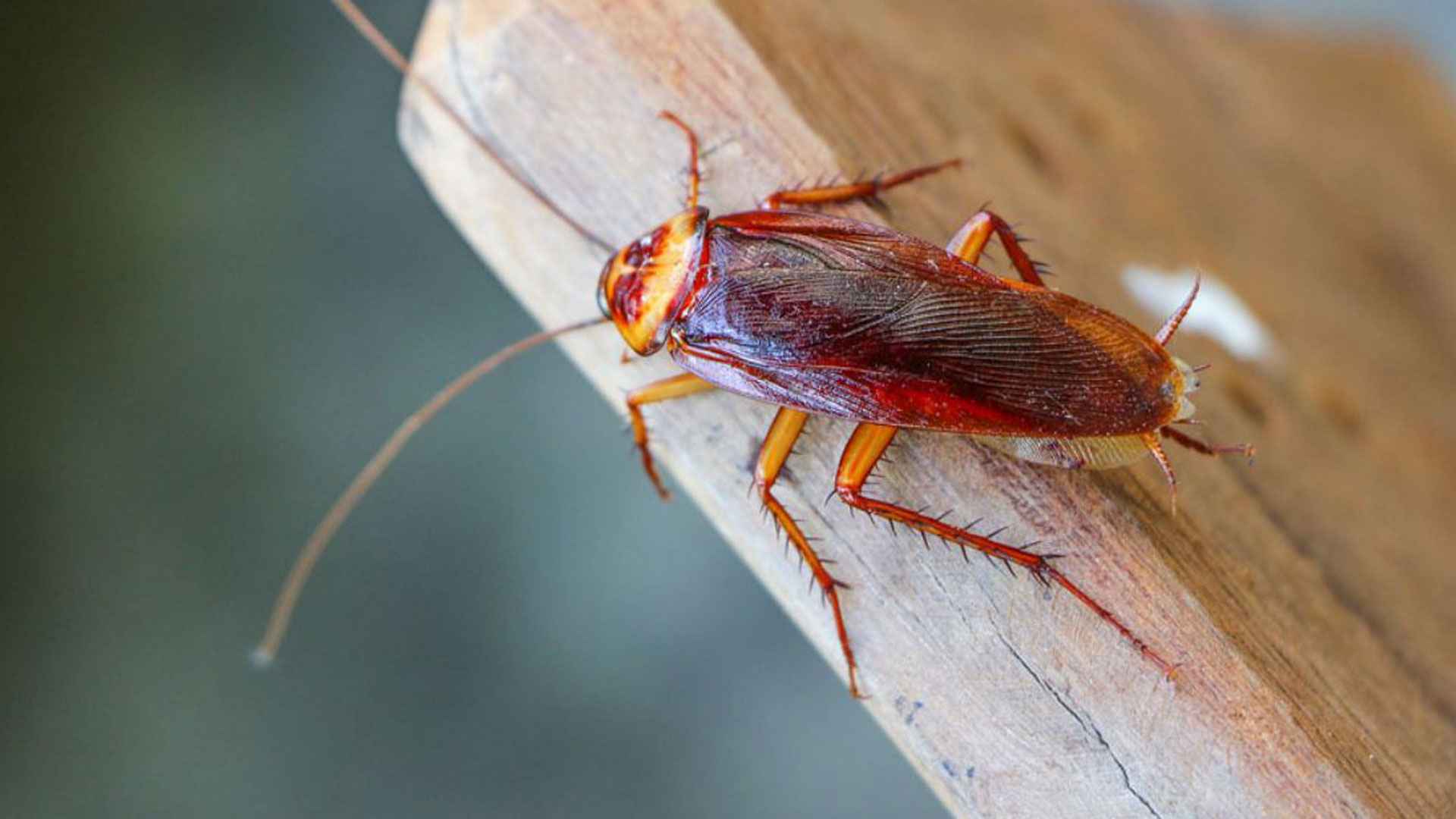 তেলাপোকার উপদ্রব থেকে বাঁচার উপায়