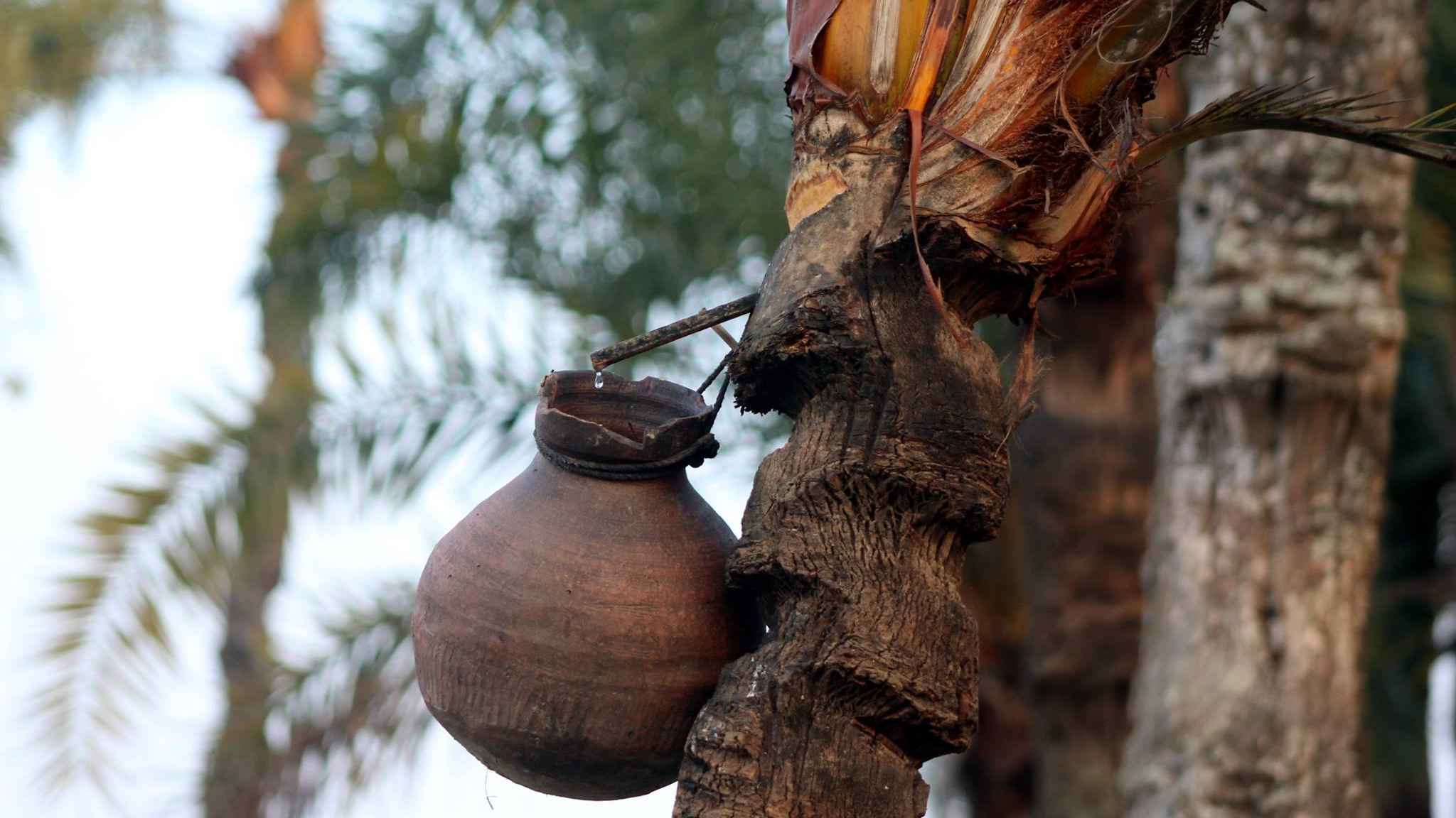 যশোরের কমে গেছে খেজুর গাছ ও গাছি, রস হয় না ১৩ লাখ গাছে