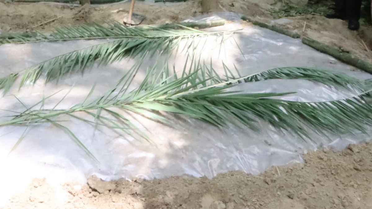 কবরে গাছের কাঁচা ডাল পুঁতে দেওয়া কি শরিয়তসম্মত?