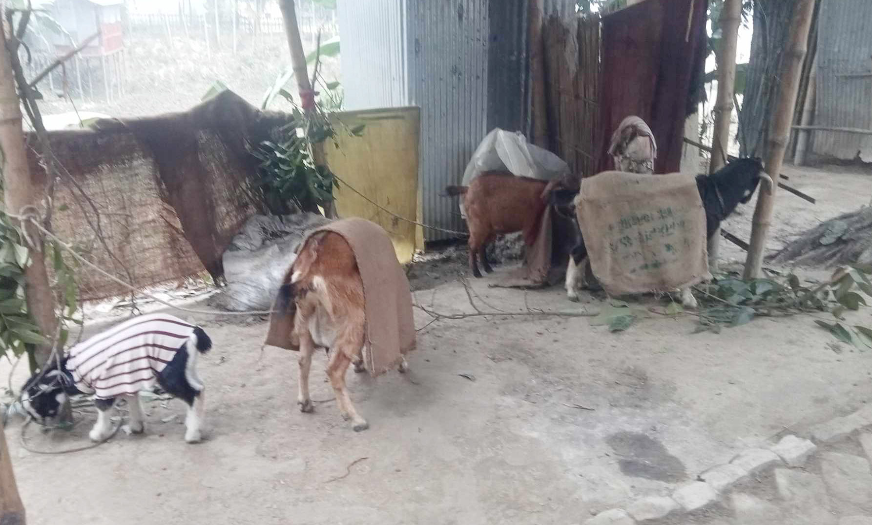 Gaibandha-2