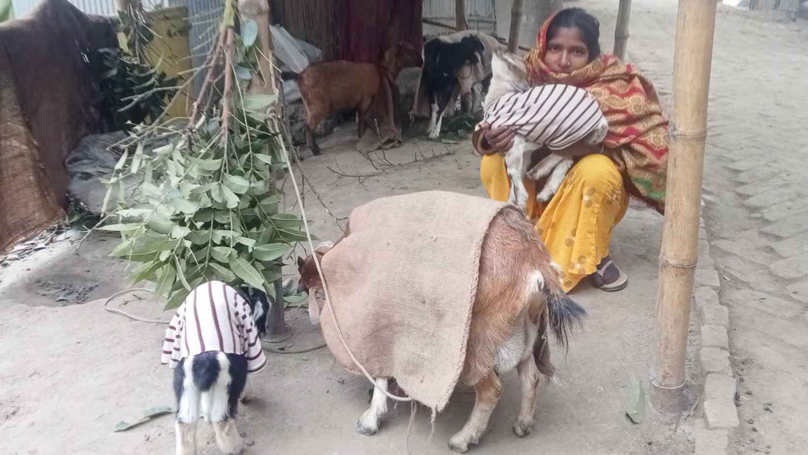 শীতে গৃহপালিত পশুপাখির কাহিল অবস্থা