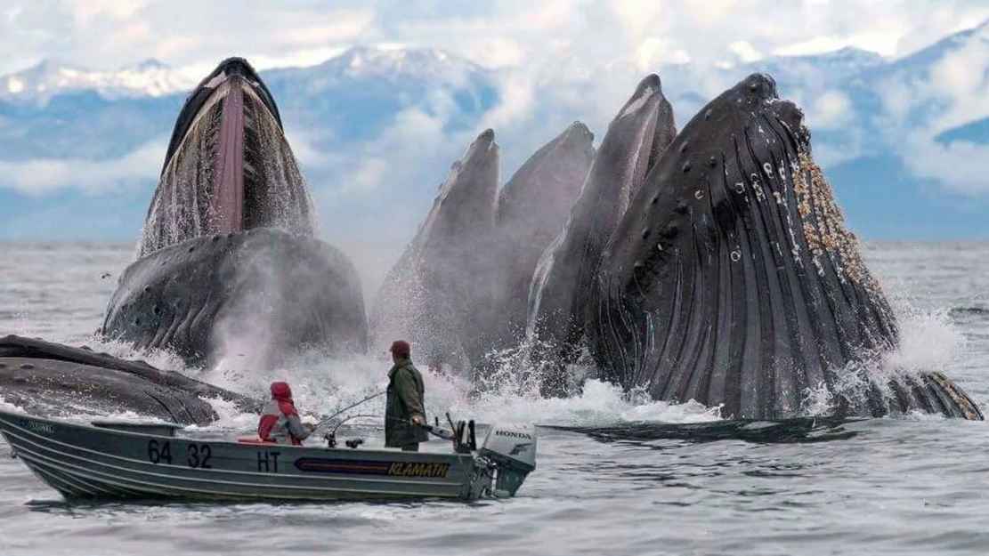 নীল তিমির চেয়ে তিনগুণ বড় প্রাণী কি আদৌ আছে?