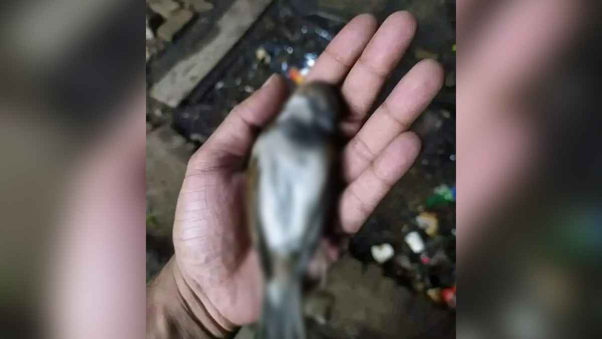 দায়সারা নিষেধাজ্ঞায় এবারও ঠেকানো গেল না আতশবাজি