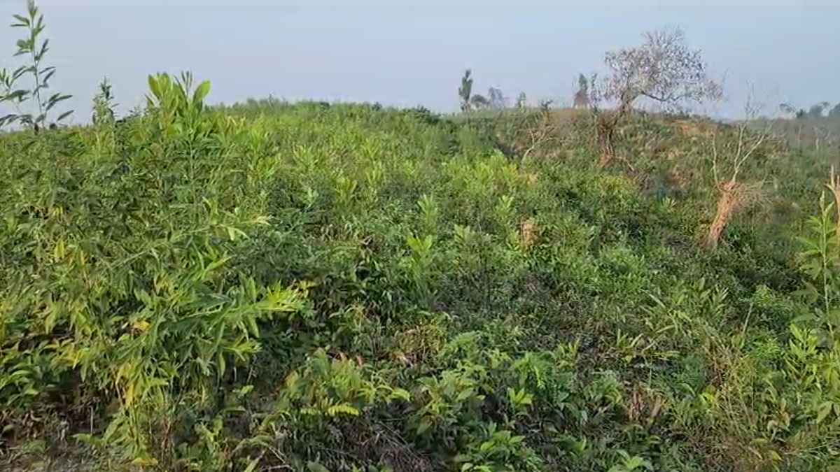 কক্সবাজারের অনাবাদী ভূমিতে সবুজের হাতছানি